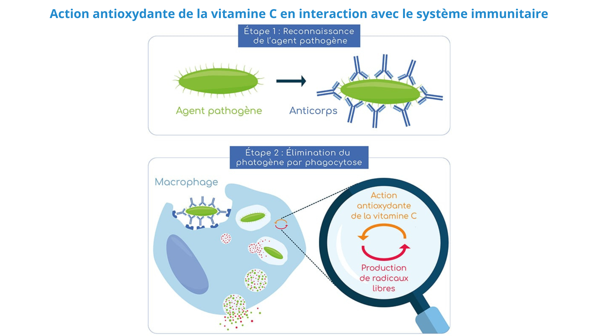 action antioxydante de la vitamine c en interaction avec le système immunitaire